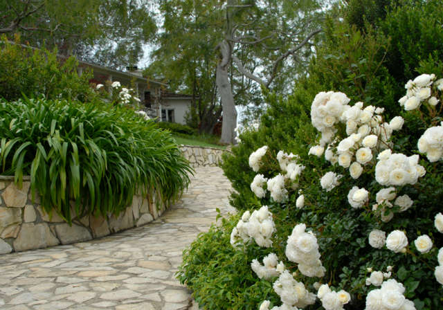  Hollywood Hills: Entry WalkLined with white roses, jasmine, and Lily of the Nile, a flagstone walk greets visitors. The stone pathway opens to impressive valley views. Photo: Russ Cletta