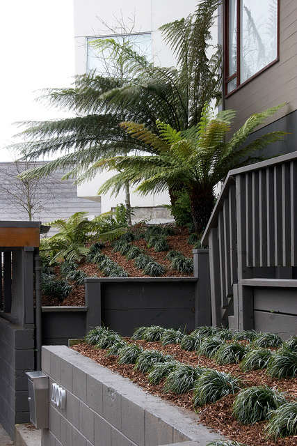  Subtle entry greenery &#8\2\1\1; This entry garden design by Patrick Lannan for Flora Grubb Gardens involves a limited selection of quiet greens and repeating textures: grasses and Dicksonia tree ferns.