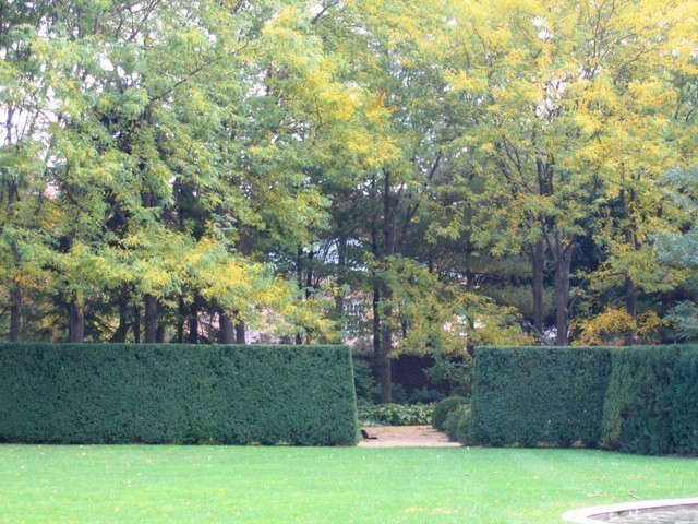  Midwestern Estate: Yew Hedges and Locust Trees in the fall.: Allée of locust trees in autumn contrasted to the rich green of hedges. In the winter the yew offer contrast to the architecture of the trees. The estate is designed at the highest level of universal accessibility, providing an experience of nature for those with limited mobility. Photo: © Deborah Nevins