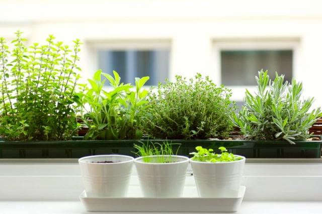 5 Quick Fixes: Herbs for the Kitchen Windowsill: Remodelista