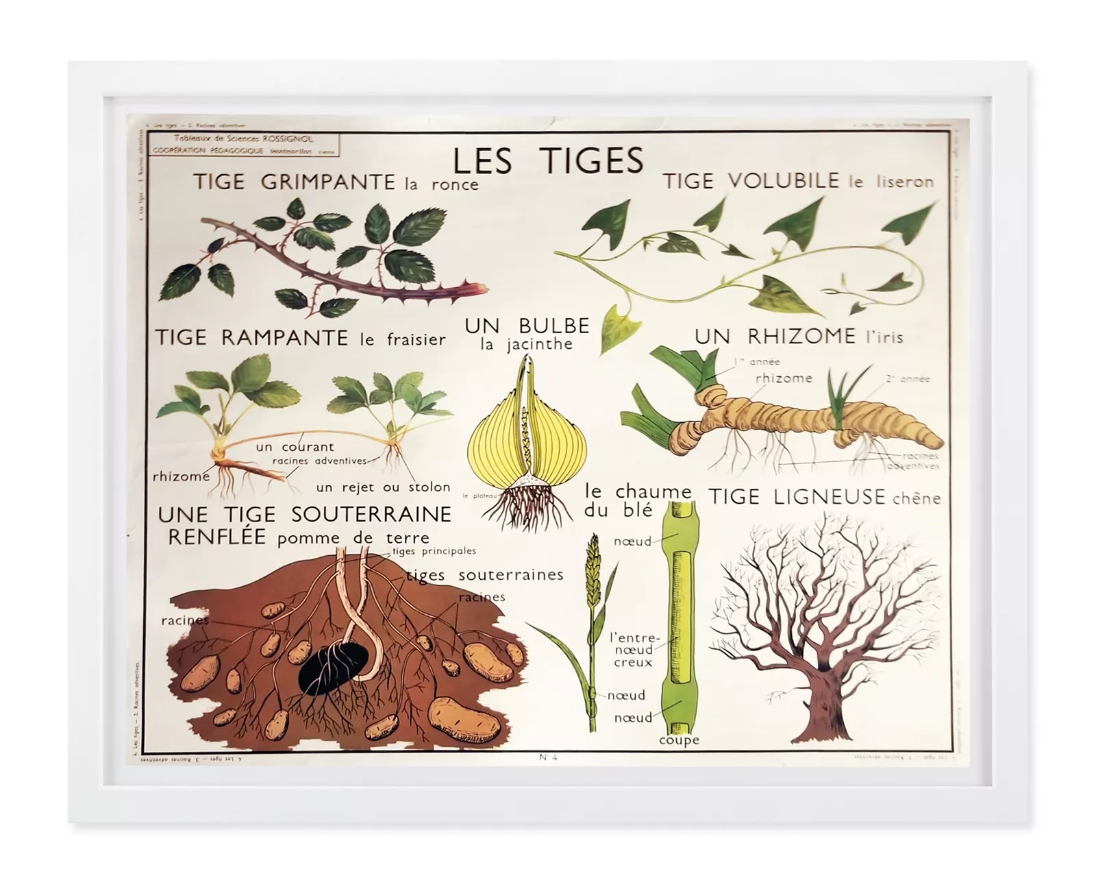 vintage french botany chart from room & board 173