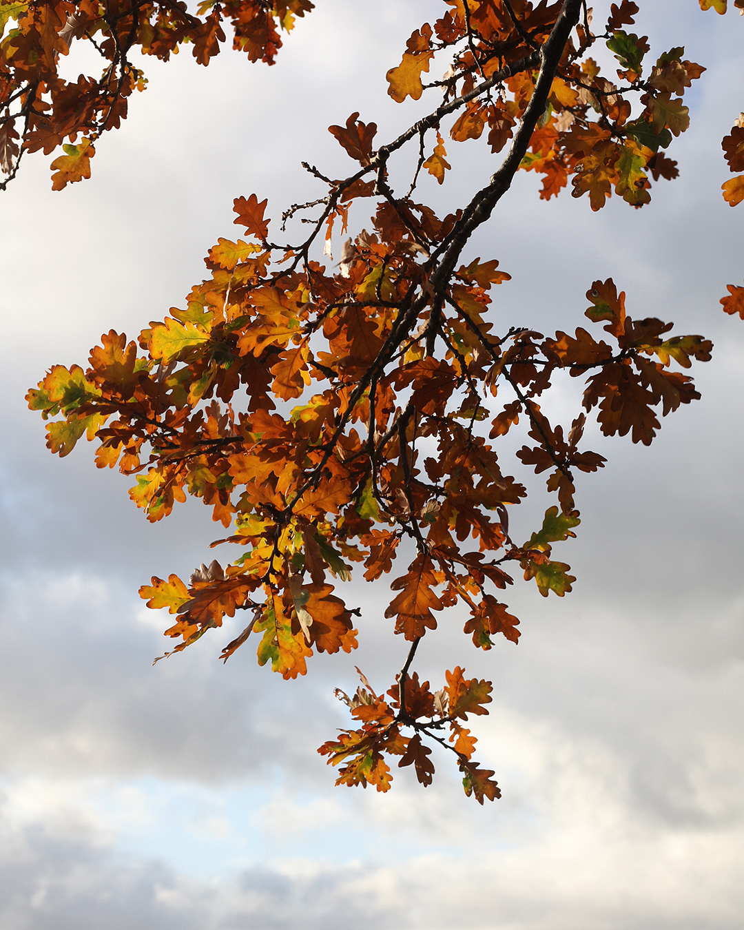 Oak leaves of all sorts are plentiful this time of year—just look up and on the ground. These are English oak.