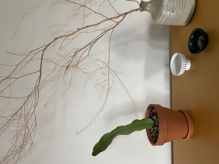 night blooming cereus plant cutting, photo by fan winston 124