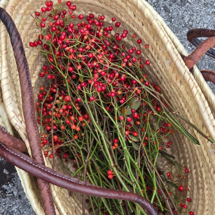 rosa multiflora, photo by marie viljoen 123