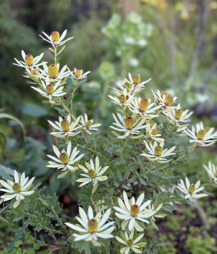 \2\20;These are my latest obsessions: Basalt birdbaths. Photographing nature. And these white flowers from a pieris shrub that\2\17;s currently blooming in my garden.\2\2\1; \2\1\1; Kier