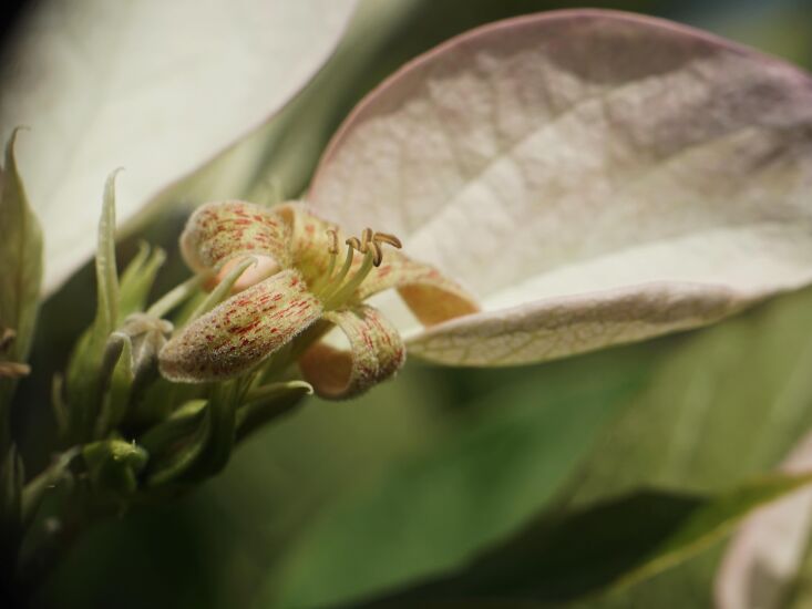 \2\20;betsy harris is a naturalist whose exceptional botanical photograp 28