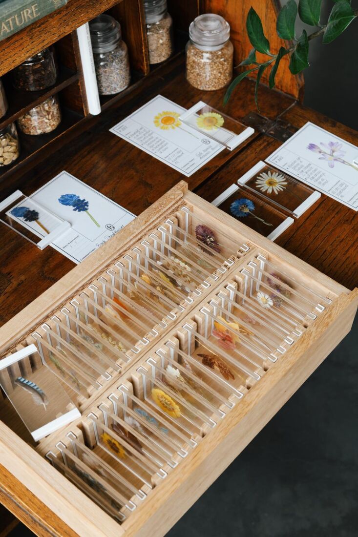 caja de colección de flores Bolter Benefield 2