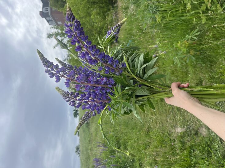 lupines photo annie quigley 6