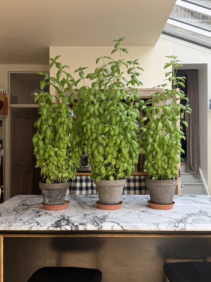 leanne kilroy basil 3