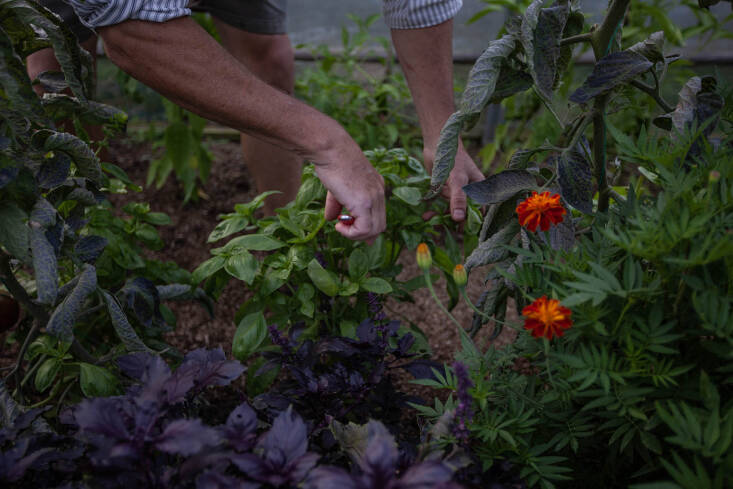 there\2\17;s plenty of time yet for harvesting basil, tomatoes, and late 19