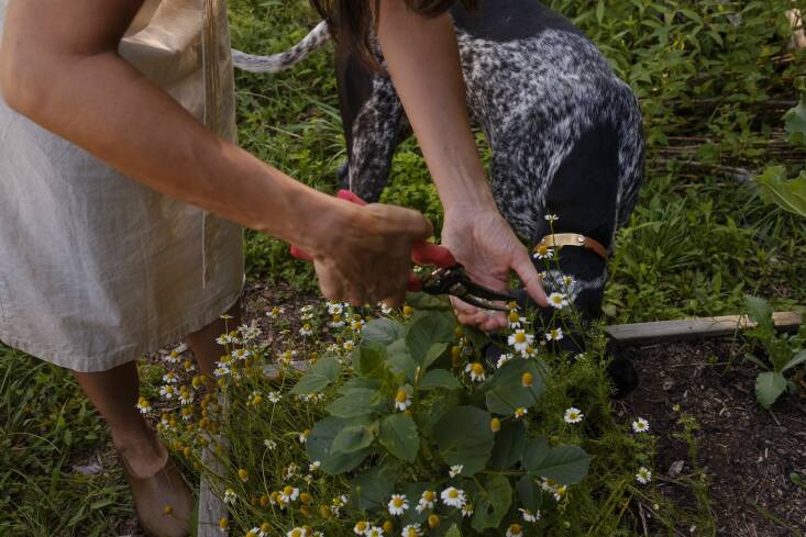 harvesting chamomile with their dog, gus. \2\20;after a whole summer we 30