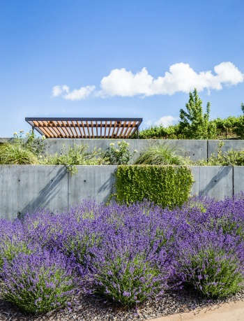 a restrained material and planting palette, with lavender and concrete 23