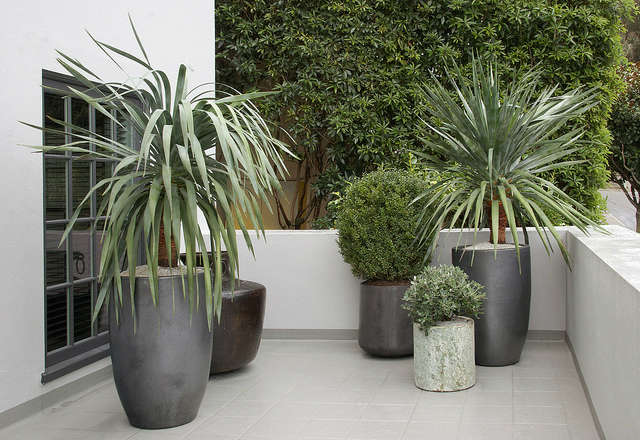 pacific heights container garden: a simple palette for the terrace portion of a 18