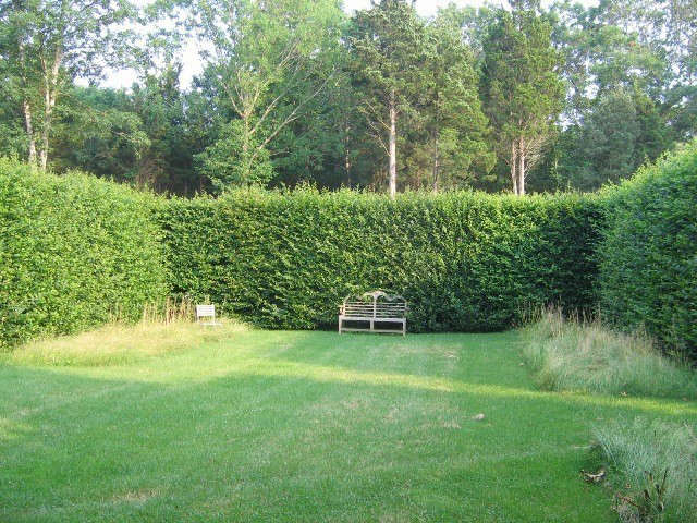 long island: hornbeam hedges.: formal, clipped hornbeam hedges provide contrast 8