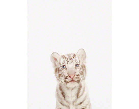 baby white tiger little darling 8