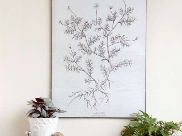 camomile – botanic illustration canvas print 8