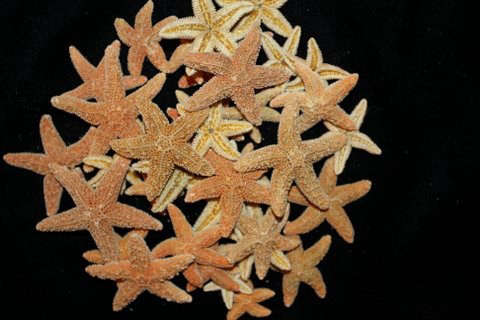 100 natural sugar starfish 8