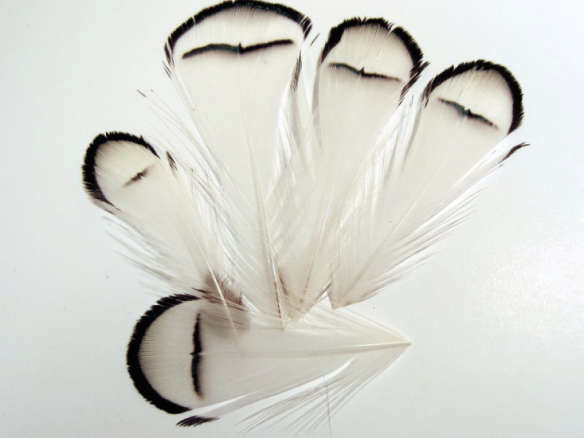 natural lady amherst tippet feathers 8