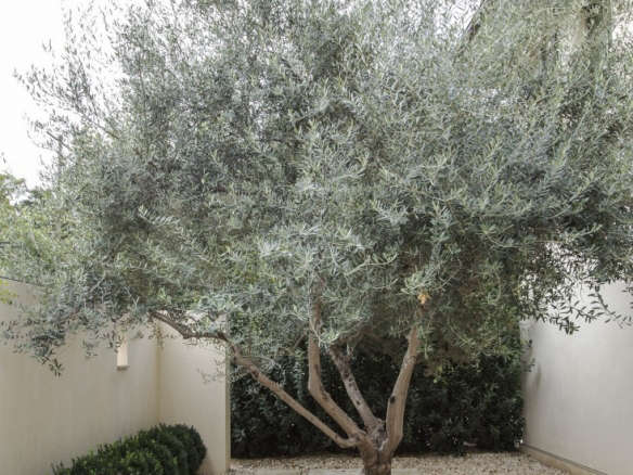 olive tree gardenista  
