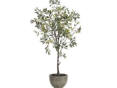 potted olive tree  