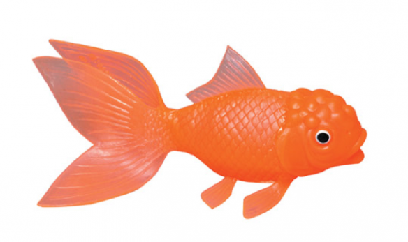 7 inch goldfish 8