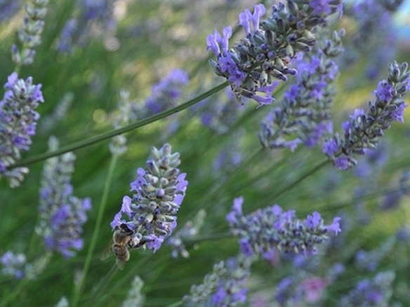 700 bee in lavender  
