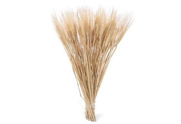 large fall wheat bundle 8