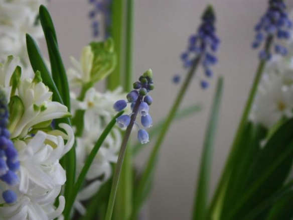 700 hyacinths and muscari  
