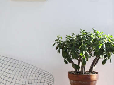 700 kitka jade plant  