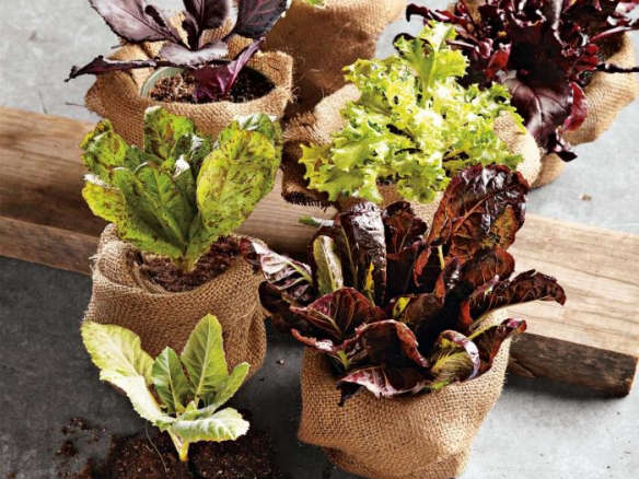 700 lettuce seedlings in burlap  
