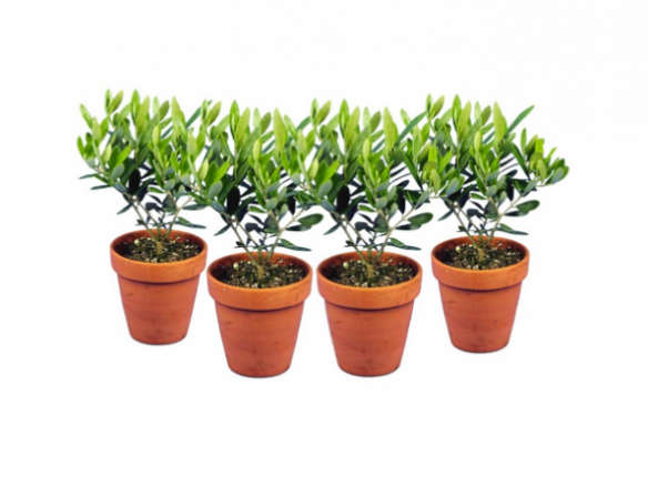 700 olive topiary plants four pack  
