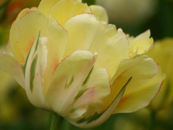 700 tulip akebono 1  