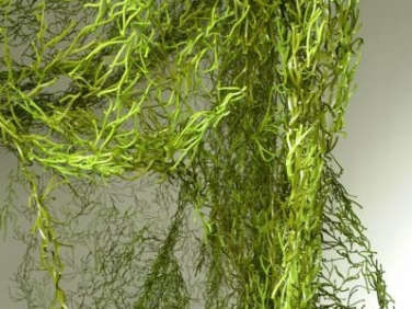 algues green unica home  