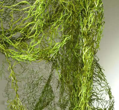 algues green unica home