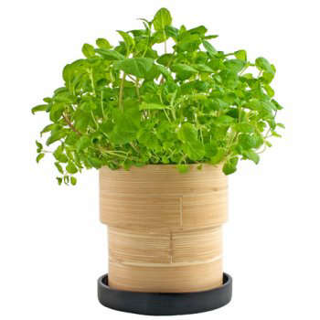 bamboo grow pot: mint 8