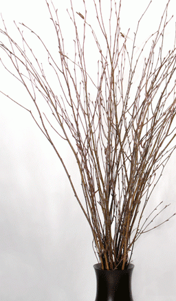 natural birch branches 8