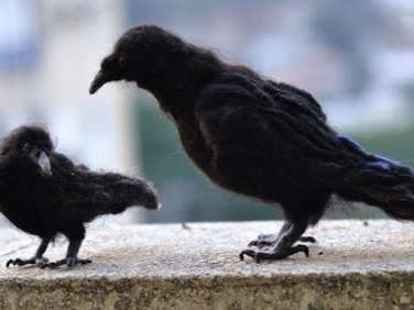 black felt crows 2  