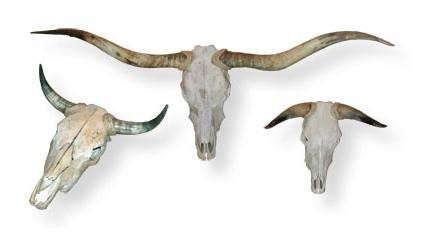 bleached  20  steer  20  skull  20  boone  20  trading
