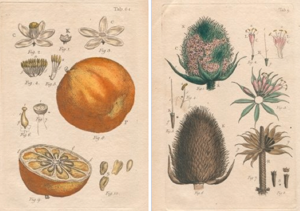 botanical illustration posters 8