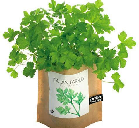 parsley garden in a bag 8
