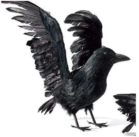 realistic feathered crows 8