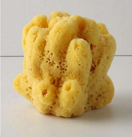 Natural Sponge, Curio