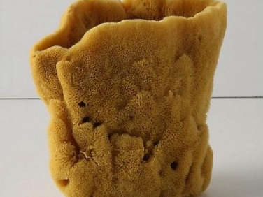 natural sponges 3  