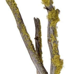 nettleton hollow mossy limbs  