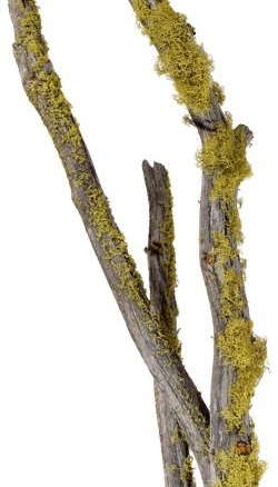 nettleton hollow mossy limbs  