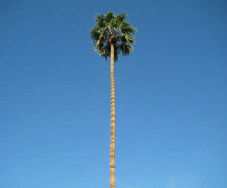 palm springs palm tree