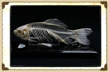 fish skeleton on wooden base 8