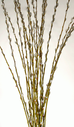 Pussy Willow Branches portrait 42