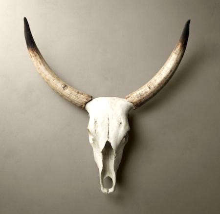 Steer Horns portrait 3 8