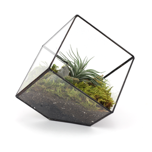 small cube terrarium 8